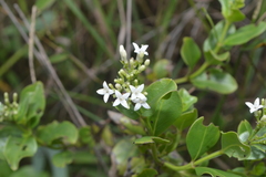 Declieuxia fruticosa