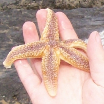 Starfish