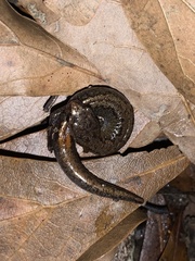 Plethodon ventralis