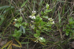 Declieuxia fruticosa