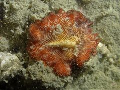 Pseudobiceros fulgor