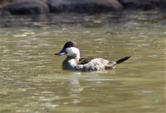 Oxyura jamaicensis