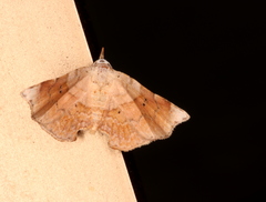 Esthlodora versicolor