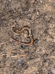 Plethodon ventralis