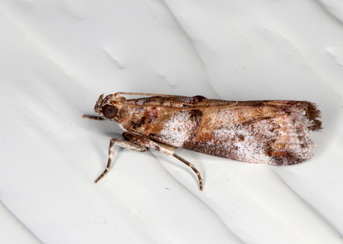 Conobathra hemichlaena (Meyrick, 1887)