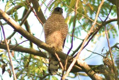 Accipiter cooperii