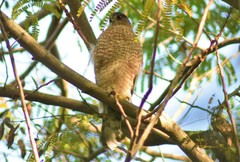 Accipiter cooperii