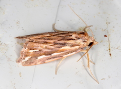 Meyrickella torquesauria