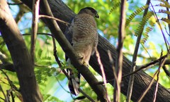 Accipiter cooperii