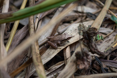 Pristimantis thectopternus