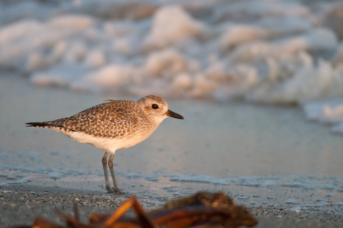 Eurasian Grey Plover