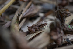 Pristimantis thectopternus