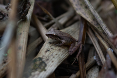Pristimantis thectopternus