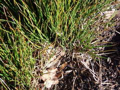 Juncus bolanderi