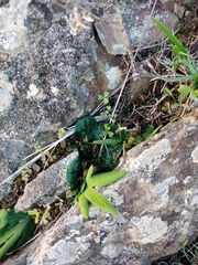 Euphorbia ecklonii