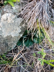 Euphorbia ecklonii