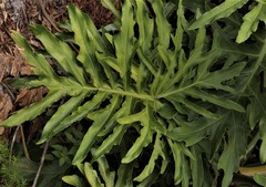 Thaumatophyllum