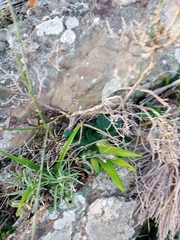 Euphorbia ecklonii