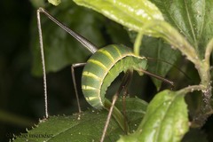 Xenicola taroba