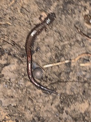 Plethodon ventralis