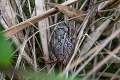 Pristimantis thectopternus