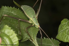Xenicola taroba