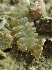 Lepidonotus cristatus