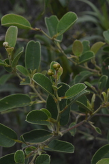 Davilla elliptica