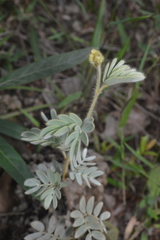 Mimosa lanuginosa