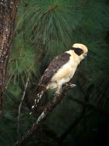 Laughing Falcon