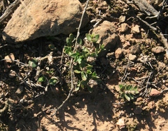 Blepharis integrifolia