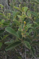 Davilla elliptica