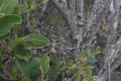 Davilla elliptica