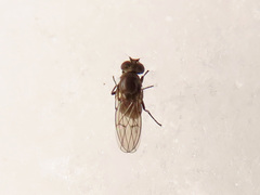 Coenia curvicauda