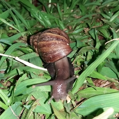 Lissachatina fulica