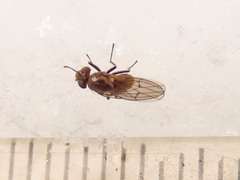 Coenia curvicauda