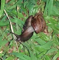 Lissachatina fulica