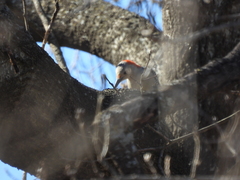 Melanerpes carolinus