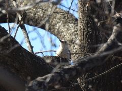 Melanerpes carolinus