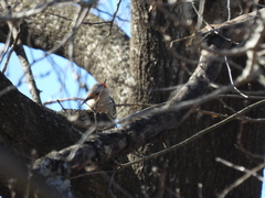 Melanerpes carolinus