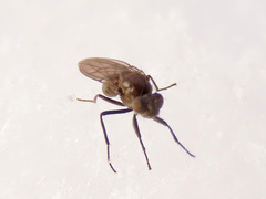 Coenia curvicauda