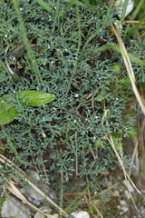 Papaver alpinum alpinum