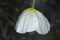 Papaver alpinum alpinum