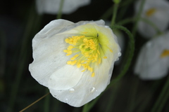 Papaver alpinum alpinum