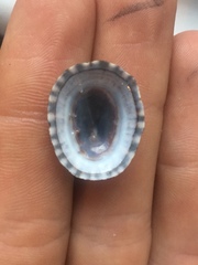 Testudinalia testudinalis