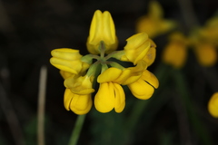 Coronilla vaginalis