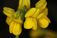 Coronilla vaginalis