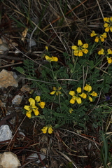 Coronilla vaginalis