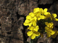 Alyssoides utriculata
