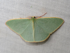Chlorocoma assimilis